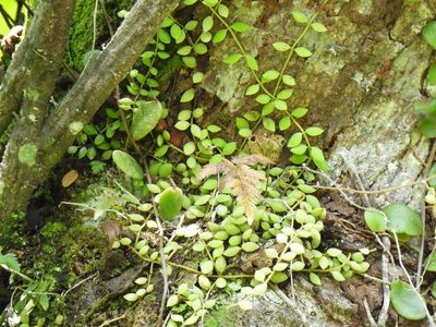 Dischidia nummularia, photographed by Samuel Lee