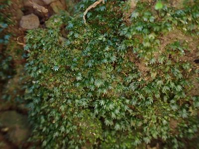Fissidens dealbatus, photographed by Leon Perrie
