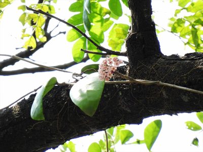 Hoya diversifolia, photographed by Samuel Lee