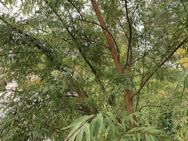Salix mucronata, photographed by Dave Richardson