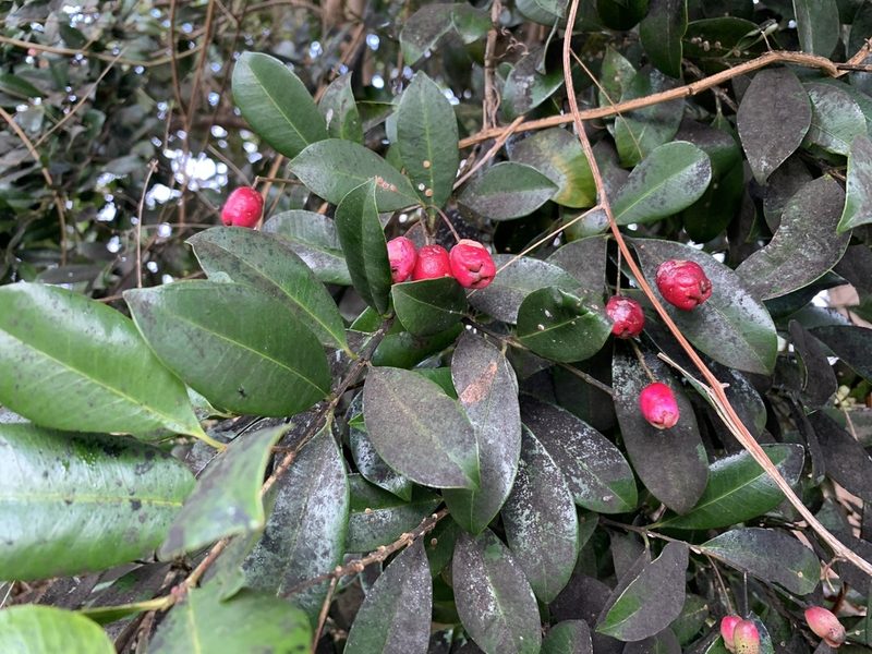 Syzygium australe, photographed by Dave Richardson