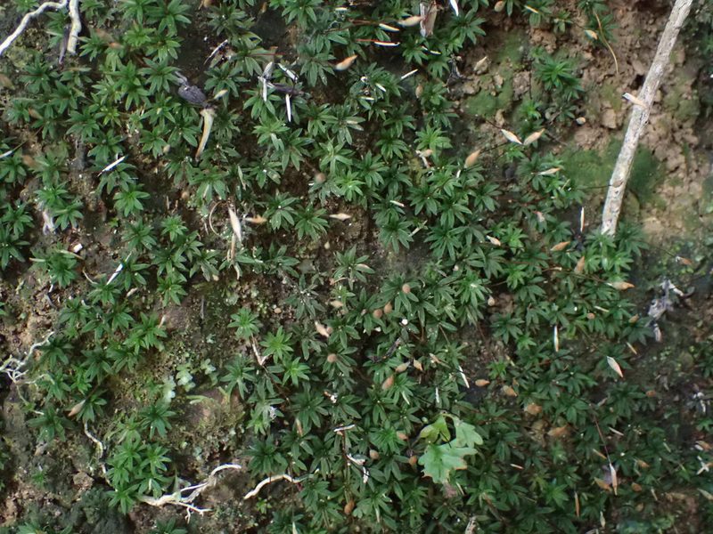 Pogonatum subulatum, photographed by Leon Perrie