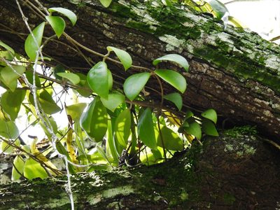 Hoya diversifolia, photographed by Samuel Lee