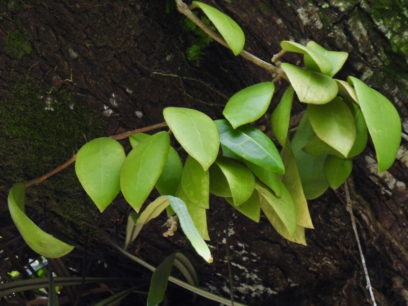 Hoya diversifolia, photographed by Samuel Lee