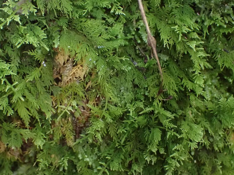 Thuidium laeviusculum, photographed by Leon Perrie