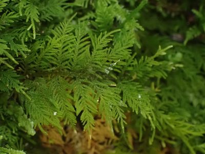 Thuidium laeviusculum, photographed by Leon Perrie