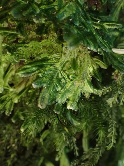Margrethypnum falcifolium, photographed by Leon Perrie