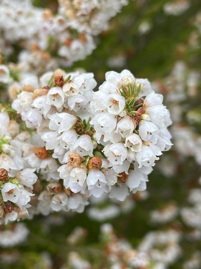 Erica subdivaricata, photographed by safiyyah hattas