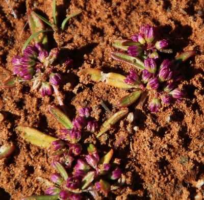 Gisekia pharnaceoides, photographed by Tony Rebelo