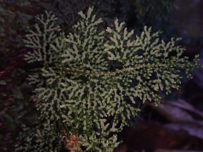 Hymenophyllum flexuosum, photographed by Leon Perrie