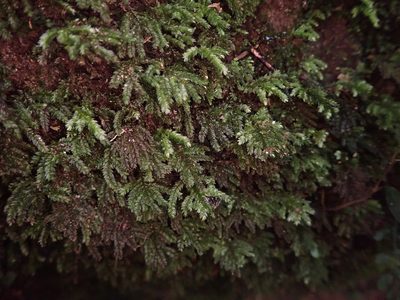 Hypnodendron arcuatum, photographed by Leon Perrie