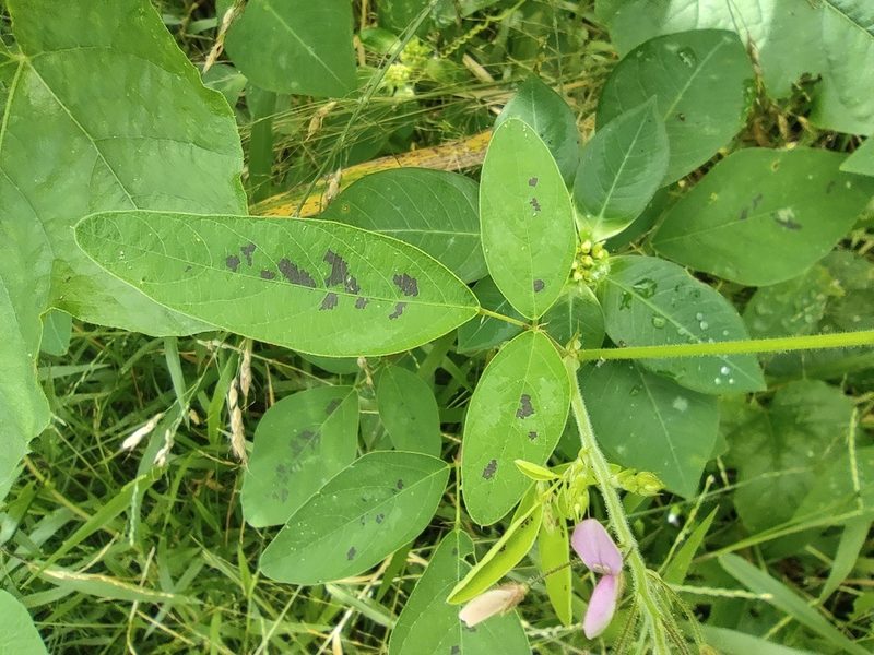Desmodium intortum, photographed by Augustin Soulard