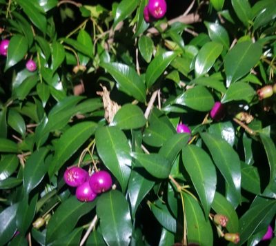 Syzygium paniculatum, photographed by claire