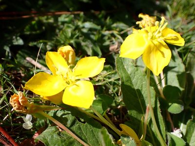 Taraxia ovata, photographed by Cricket Raspet