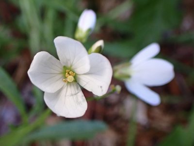 Cardamine californica