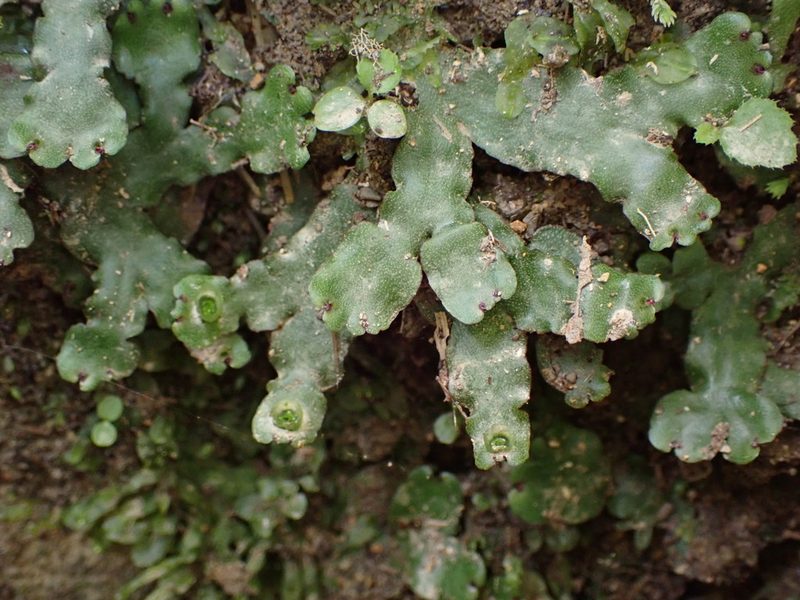 Marchantia foliacea, photographed by Leon Perrie