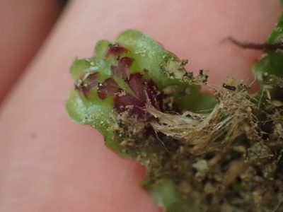 Marchantia foliacea, photographed by Leon Perrie