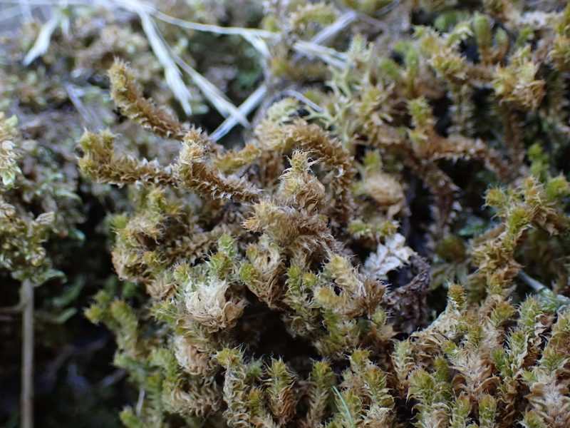 Chandonanthus squarrosus, photographed by Leon Perrie