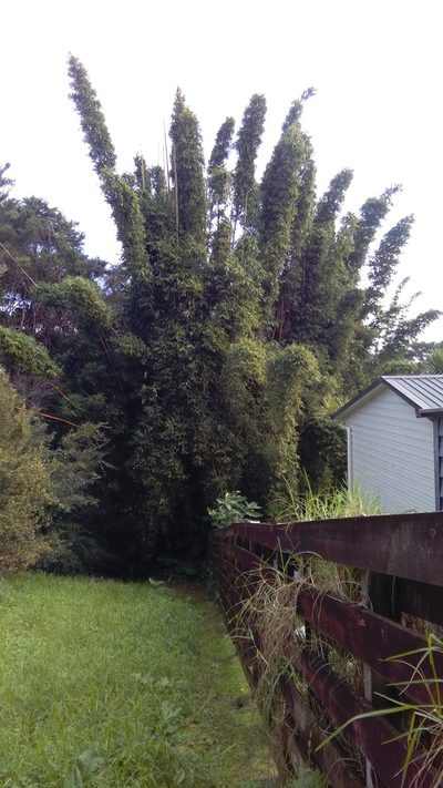 Bambusa oldhamii, photographed by Jenny Christianson