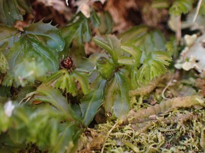 Hymenophyllum minimum, photographed by Leon Perrie