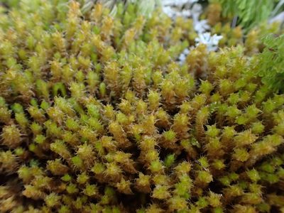 Chandonanthus squarrosus, photographed by Leon Perrie