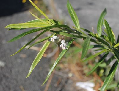 Gomphocarpus physocarpus, photographed by catchwords