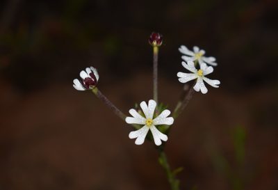 Zaluzianskya capensis, photographed by Justin Ponder