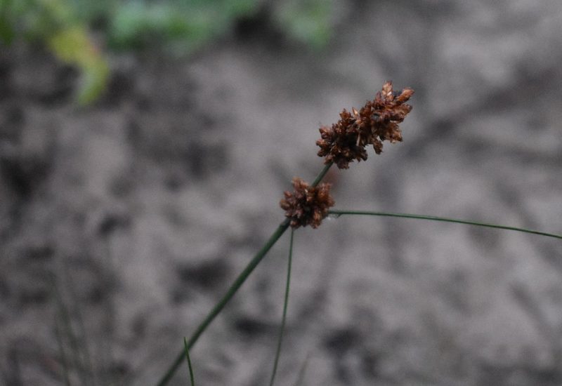Ficinia bulbosa, photographed by Justin Ponder