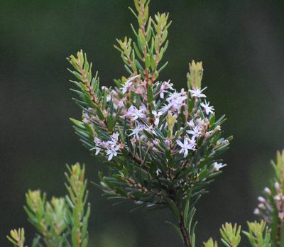 Agathosma ovata, photographed by Justin Ponder