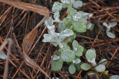 Helichrysum petiolare, photographed by Justin Ponder