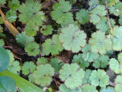 Hydrocotyle moschata, photographed by Leon Perrie