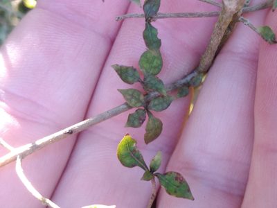 Coprosma areolata, photographed by Leon Perrie