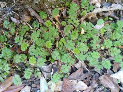 Acaena anserinifolia, photographed by Leon Perrie