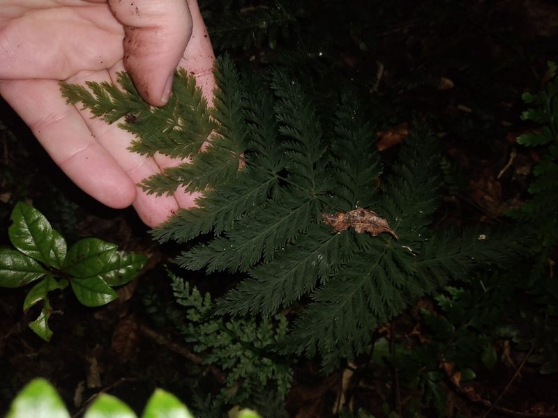 Leptopteris hymenophylloides, photographed by Leon Perrie