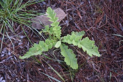 Arctotheca prostrata, photographed by Justin Ponder