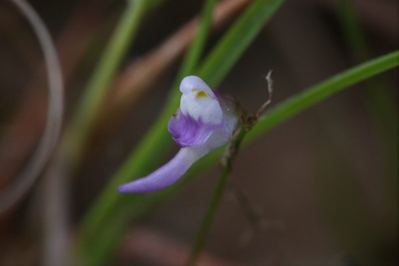 Utricularia geoffrayi, photographed by Hugo Innes