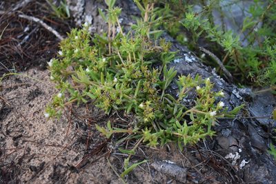 Delosperma inconspicuum, photographed by Justin Ponder