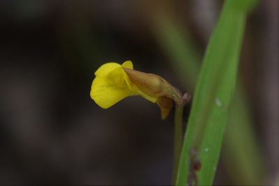Utricularia bifida, photographed by Hugo Innes