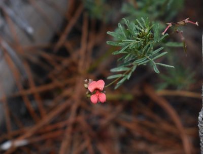 Indigofera verrucosa, photographed by Justin Ponder