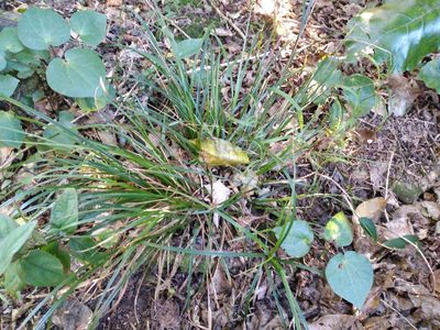 Carex uncinata, photographed by Leon Perrie