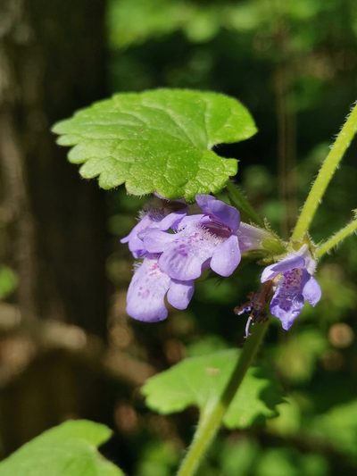 Glechoma hirsuta, photographed by Ljaž