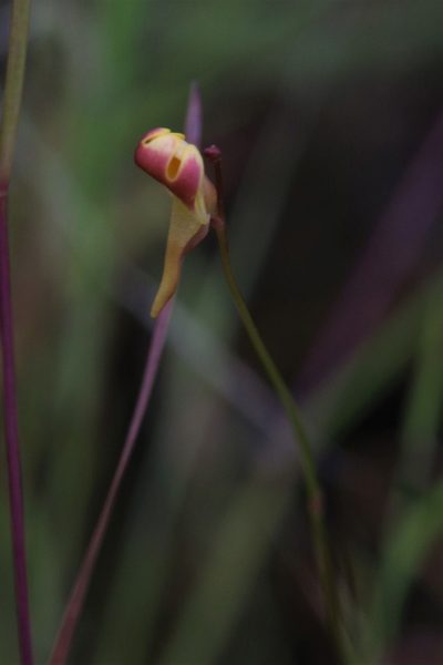 Utricularia chrysantha, photographed by Hugo Innes