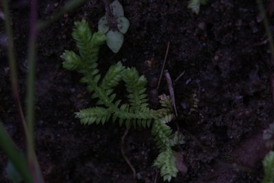Selaginella ciliaris, photographed by Hugo Innes