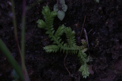 Selaginella ciliaris, photographed by Hugo Innes