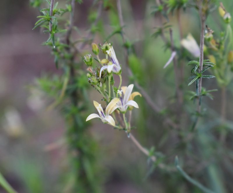 Wahlenbergia neostricta, photographed by Justin Ponder