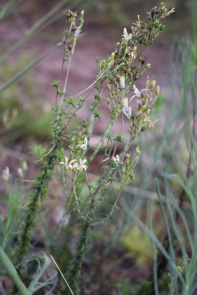 Wahlenbergia neostricta, photographed by Justin Ponder