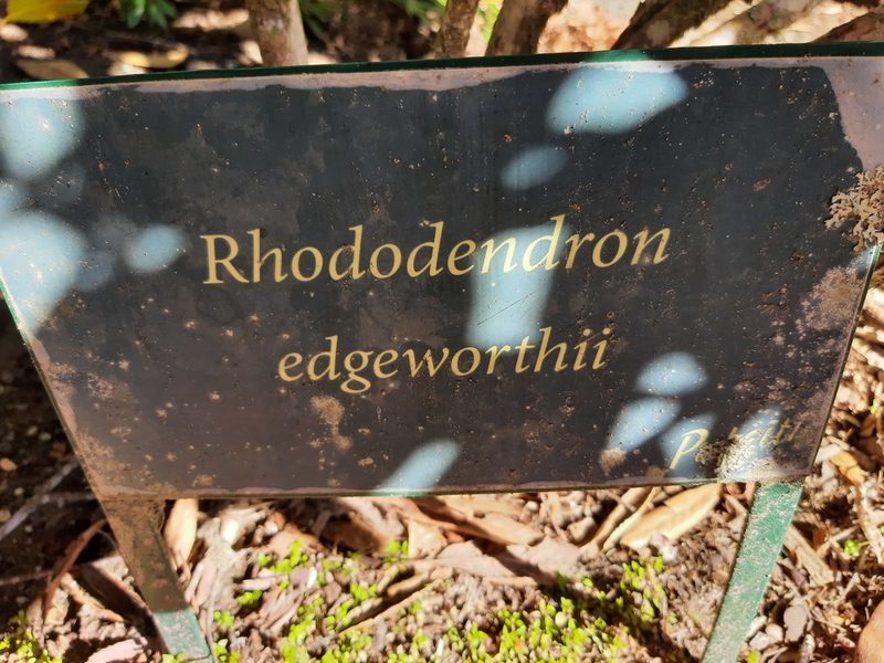 Rhododendron edgeworthii, photographed by Emily Roberts