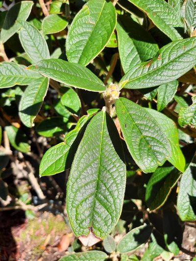 Rhododendron edgeworthii, photographed by Emily Roberts