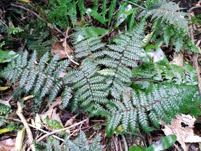 Polystichum silvaticum, photographed by Leon Perrie
