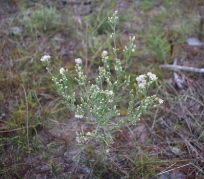 Erigeron bonariensis, photographed by Justin Ponder